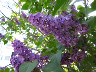 Lilac Bush 2
